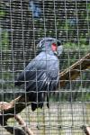 2013 07 06 beauval 009